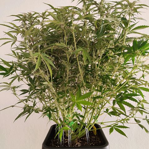 Sensi Amnesia XXL Automatic growlog photo: #2