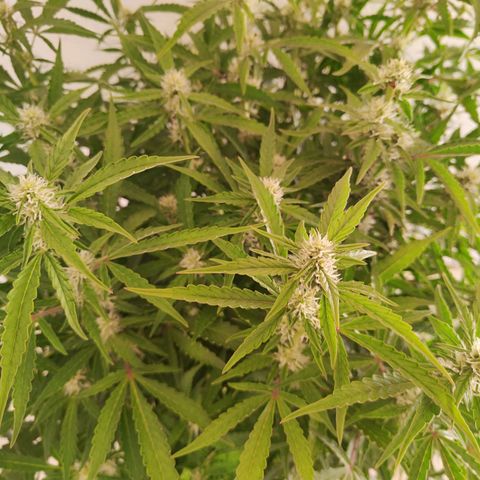 Sensi Amnesia XXL Automatic growlog photo: #2