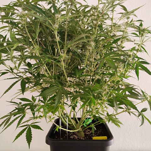 Sensi Amnesia XXL Automatic growlog photo: #2