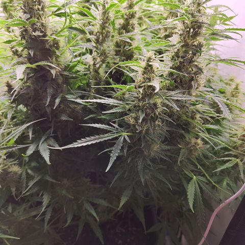 Sensi Amnesia XXL Automatic growlog photo: #1