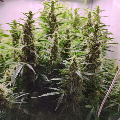 Sensi Amnesia XXL Automatic growlog photo: #1