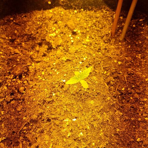 Kalini asia growlog timeline photo