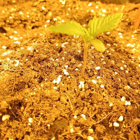 Kalini asia growlog timeline photo