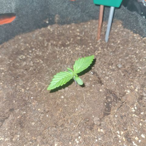 Kalini asia growlog timeline photo