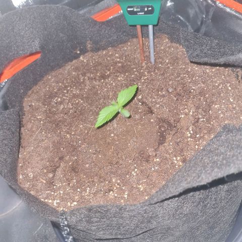 Kalini asia growlog timeline photo