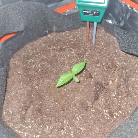 Kalini asia growlog timeline photo