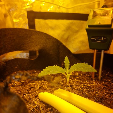 Kalini asia growlog timeline photo