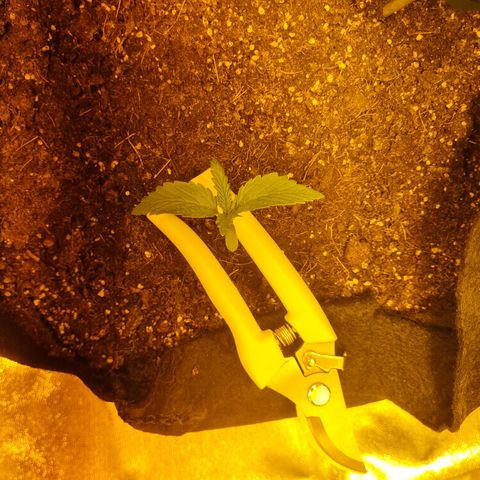 Kalini asia growlog timeline photo