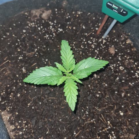 Kalini asia growlog timeline photo