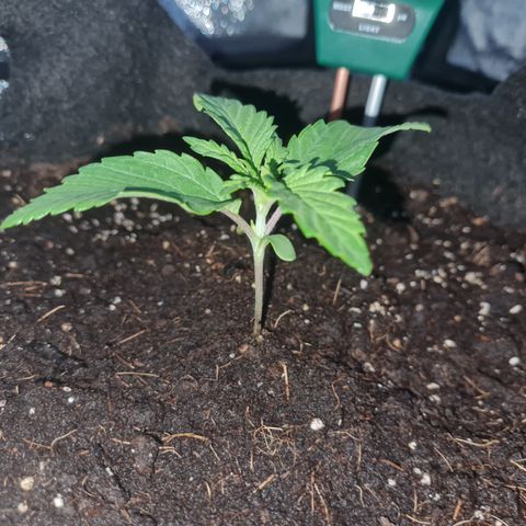 Kalini asia growlog timeline photo