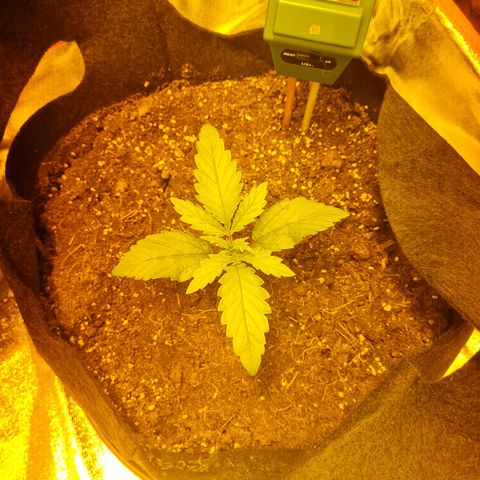 Kalini asia growlog timeline photo
