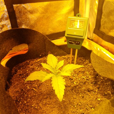 Kalini asia growlog timeline photo