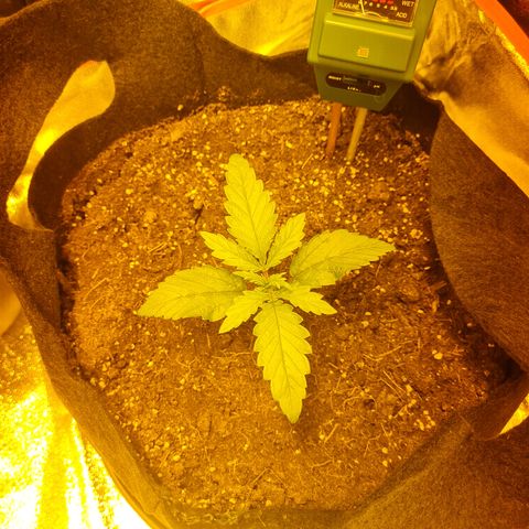 Kalini asia growlog timeline photo