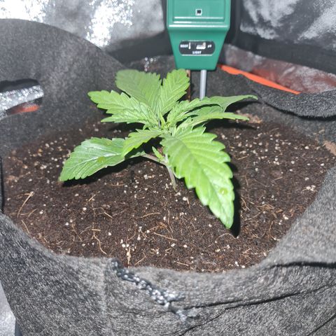 Kalini asia growlog timeline photo