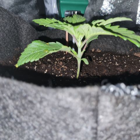 Kalini asia growlog timeline photo