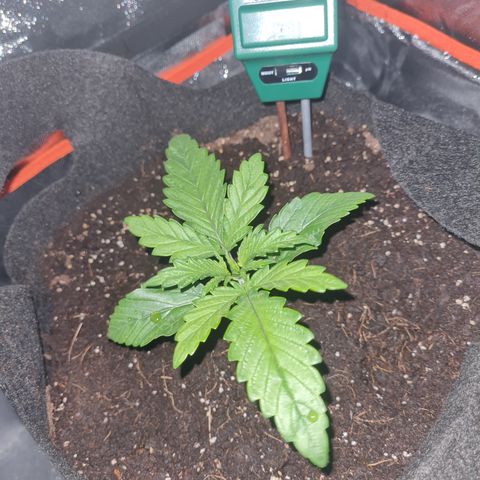 Kalini asia growlog timeline photo