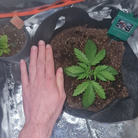 Kalini asia growlog timeline photo