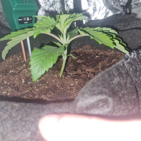 Kalini asia growlog timeline photo