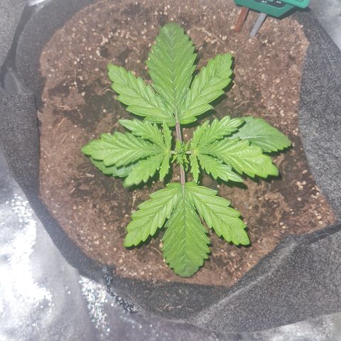 Kalini asia growlog timeline photo