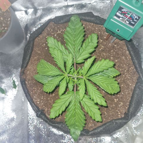 Kalini asia growlog timeline photo
