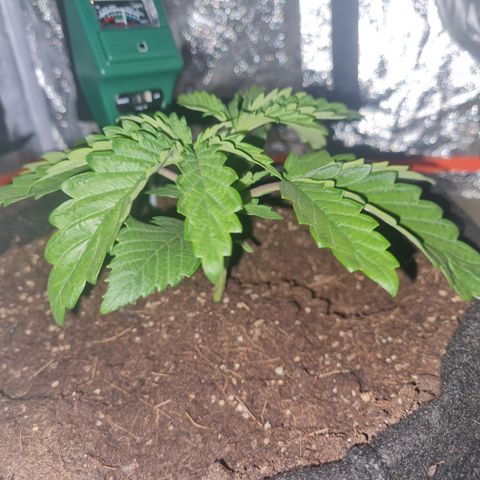 Kalini asia growlog timeline photo