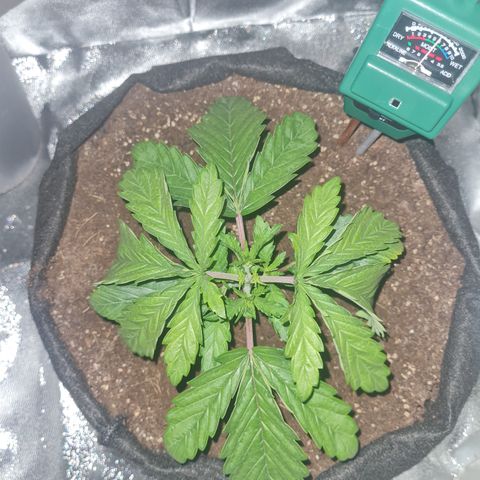 Kalini asia growlog timeline photo