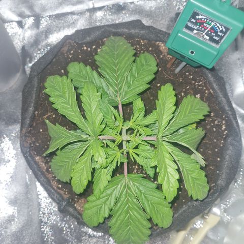 Kalini asia growlog timeline photo