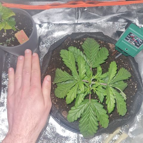 Kalini asia growlog timeline photo