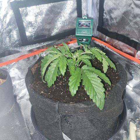 Kalini asia growlog timeline photo