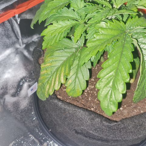 Kalini asia growlog timeline photo