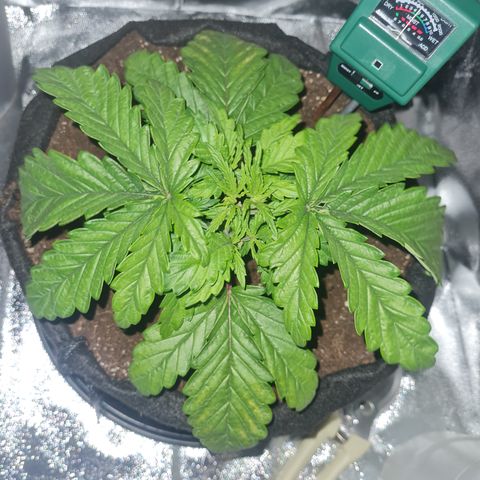 Kalini asia growlog timeline photo