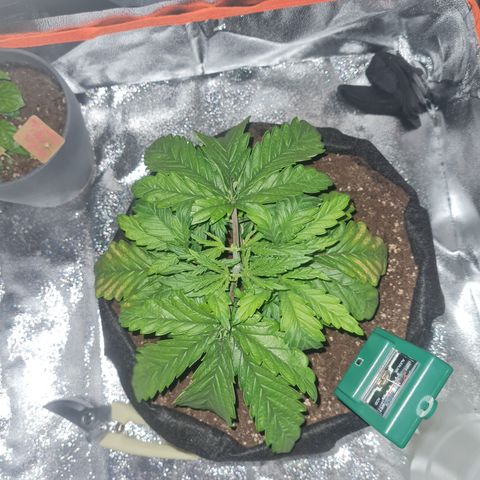 Kalini asia growlog timeline photo