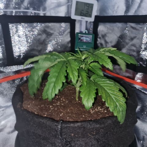 Kalini asia growlog timeline photo