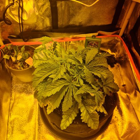 Kalini asia growlog timeline photo