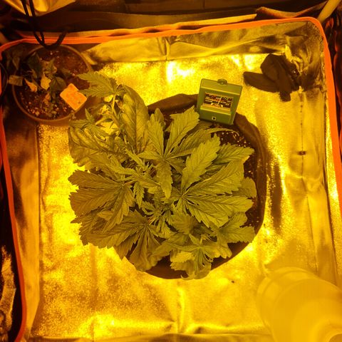 Kalini asia growlog timeline photo