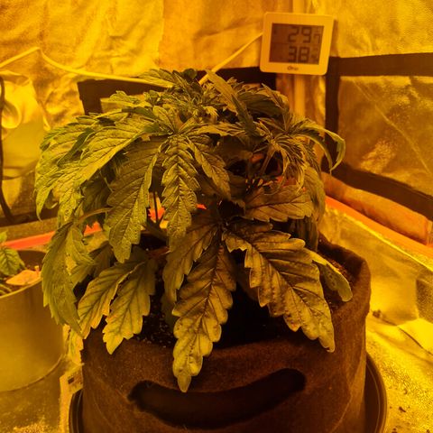 Kalini asia growlog timeline photo