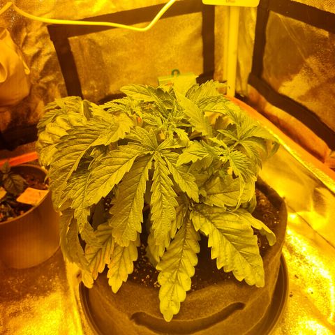 Kalini asia growlog timeline photo