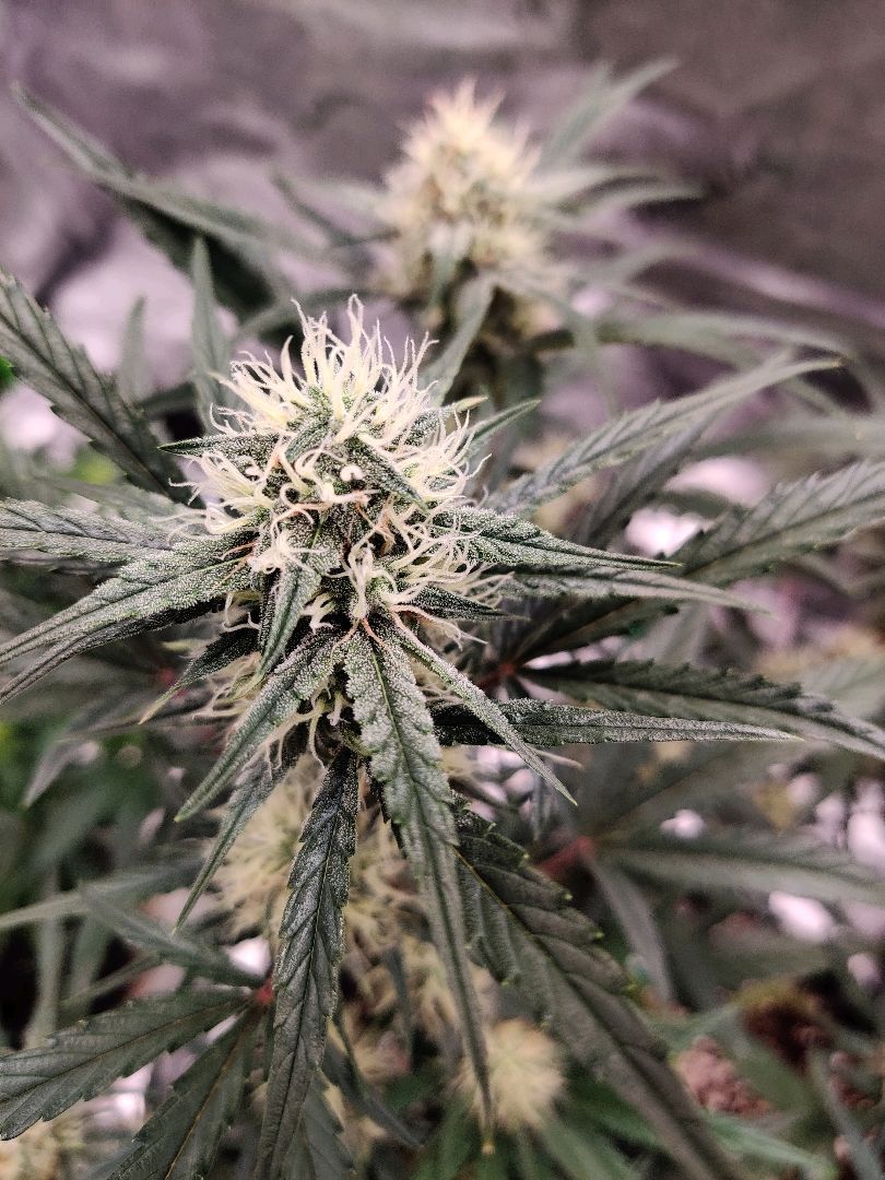 Mephisto DG x SW growlog header
