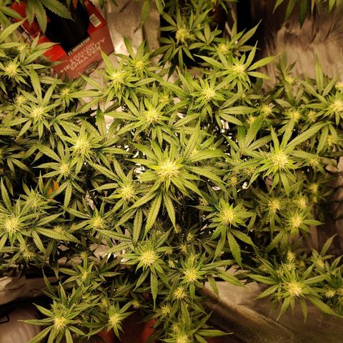 Fire OG growlog photo