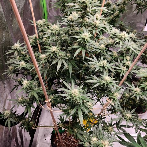 Fire OG growlog timeline photo