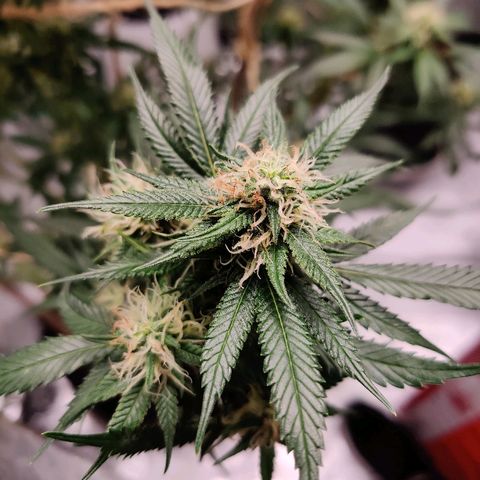 Fire OG growlog timeline photo