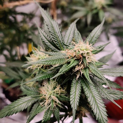 Fire OG growlog timeline photo