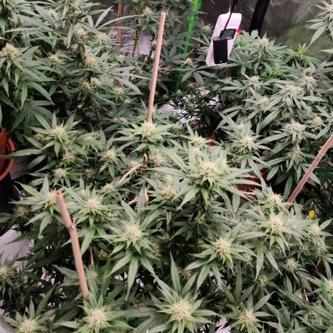 Fire OG growlog photo
