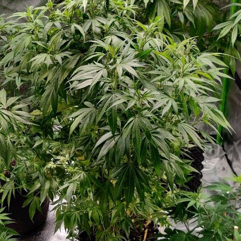 Fire OG growlog photo