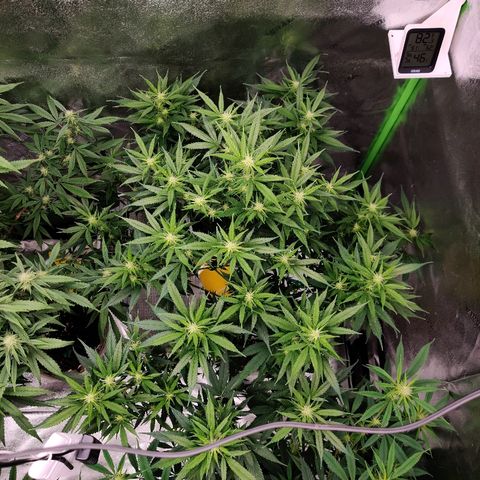 Fire OG growlog photo