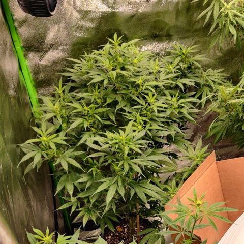 Fire OG growlog photo