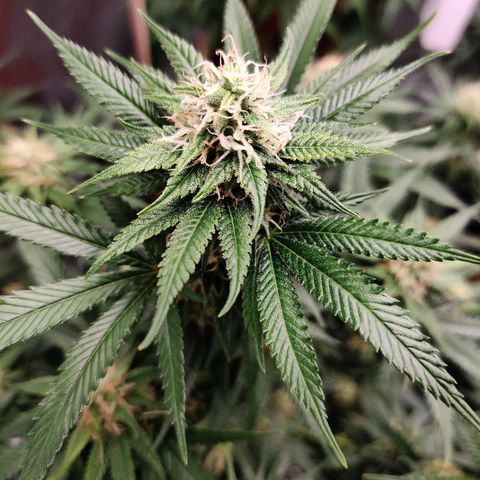Fire OG growlog timeline photo