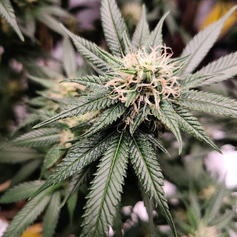Fire OG growlog timeline photo