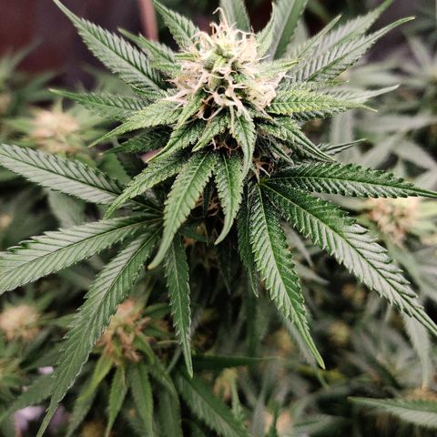 Fire OG growlog timeline photo
