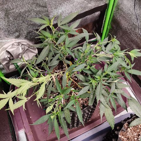 Cinex_1.0 growlog timeline photo